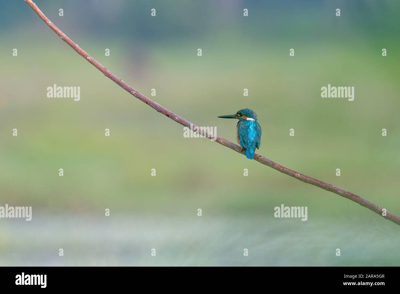 Bellissimo Kingfisher comune (Alcedo atthis) arroccato sul ramo di un albero con la sua schiena blu turchese di fronte alla fotocamera e uno sfondo sfocato. Foto Stock