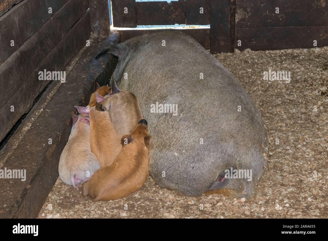 Grande maiale e i suoi piccoli maiali che riposano in un paddock in una fattoria Foto Stock