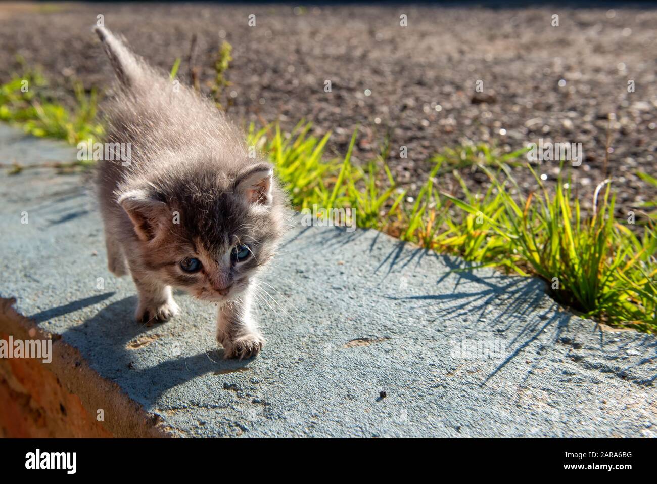 Gattino grigio a piedi in una serata estiva Foto Stock