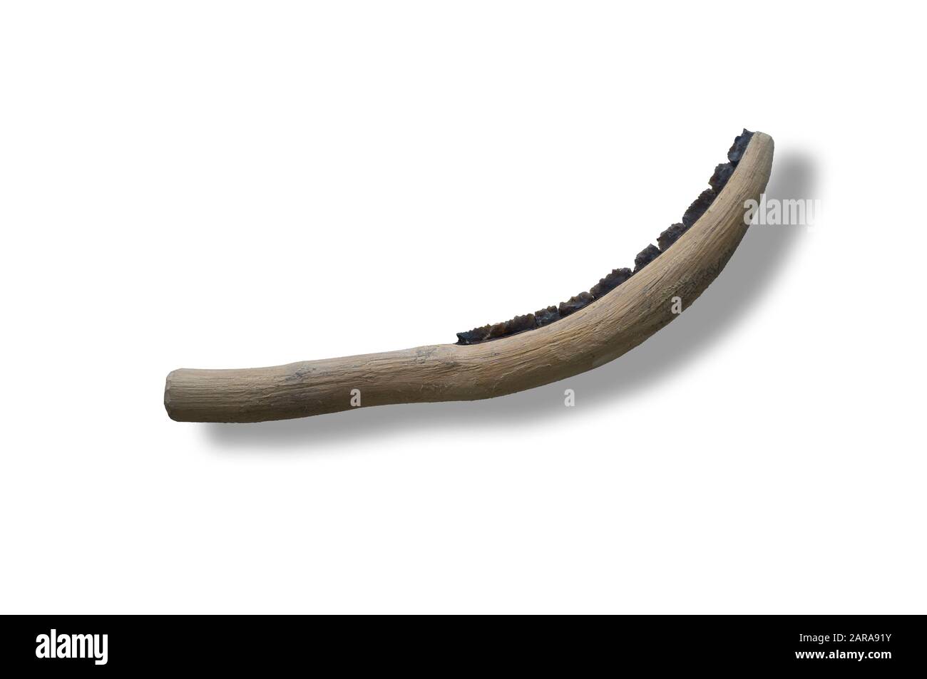 Falce curve neolitiche realizzate con lame in silex su manico in legno. Design avanzato con manico curvo lucido. Isolato su sfondo bianco Foto Stock