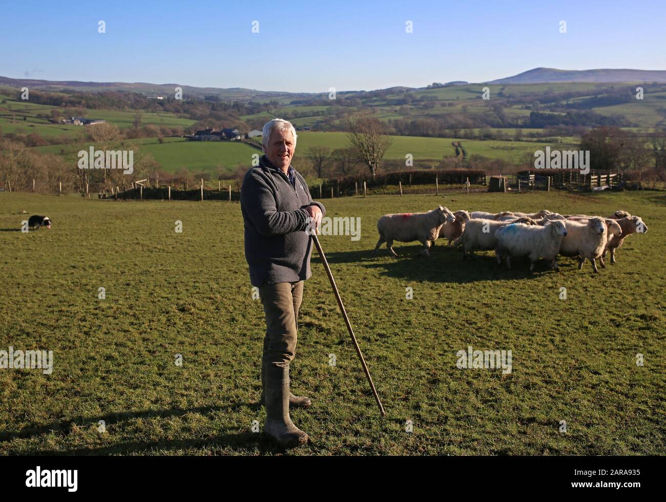 23 gennaio 2020, Regno Unito, Betws-Y-Coed: Glyn Roberts, presidente dell'Unione dei contadini nazionali gallesi, è in piedi su un pascolo nella sua fattoria in Galles. I circa 18.000 agricoltori della parte britannica del paese temono gravi perdite dovute alla brexite. Essi dipendono fortemente dagli aiuti dell'Unione europea. Il Galles riceve annualmente dall'Unione europea circa 680 milioni di sterline (circa 800 milioni di euro). (A dpa-KORR.: 'Brexite incontra la casa dei poveri britannici Galles proprio nel cuore' del 26.01.2020) Foto: Susanna Irlanda/dpa Foto Stock