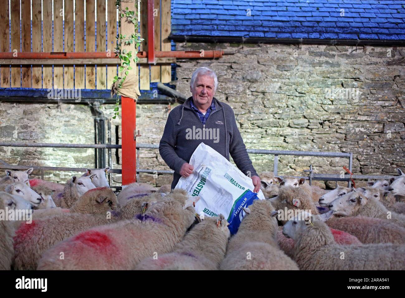 23 gennaio 2020, Regno Unito, Betws-Y-Coed: Glyn Roberts, presidente dell'Unione dei contadini nazionali gallesi, sta tra le sue pecore nella sua fattoria in Galles. I circa 18.000 agricoltori della parte britannica del paese temono gravi perdite dovute alla brexite. Essi dipendono fortemente dagli aiuti dell'Unione europea. Il Galles riceve annualmente dall'Unione europea circa 680 milioni di sterline (circa 800 milioni di euro). (A dpa-KORR.: 'Brexite incontra la casa dei poveri britannici Galles proprio nel cuore' del 26.01.2020) Foto: Susanna Irlanda/dpa Foto Stock