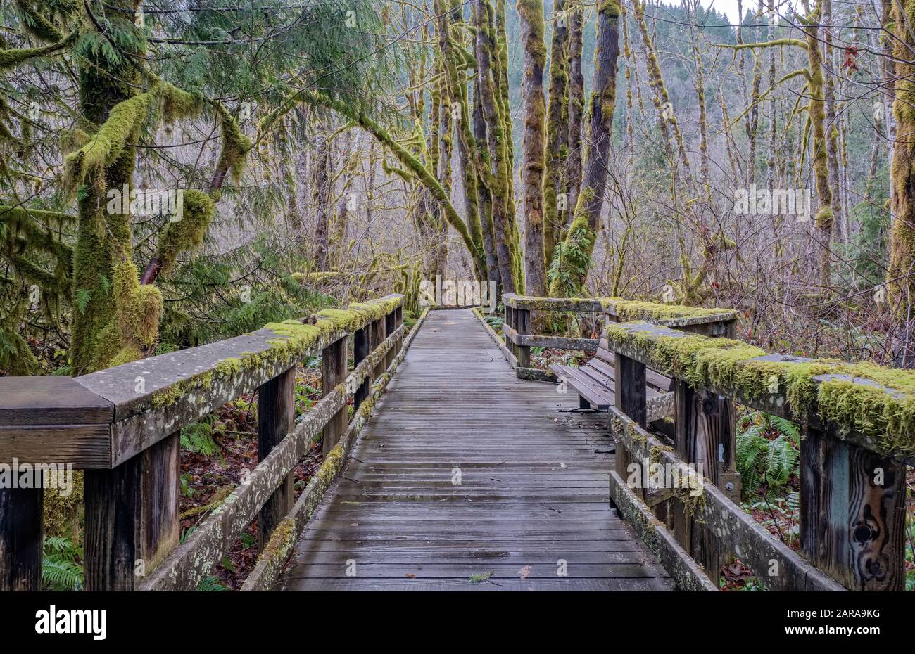 Alberi di Mossy in un paesaggio mossy Oregon stato. Foto Stock