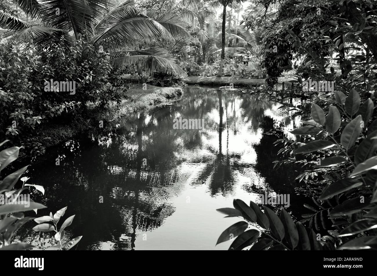 Stagno e alberi, Kumarakom, Kottayam, Kerala, India, Asia Foto Stock