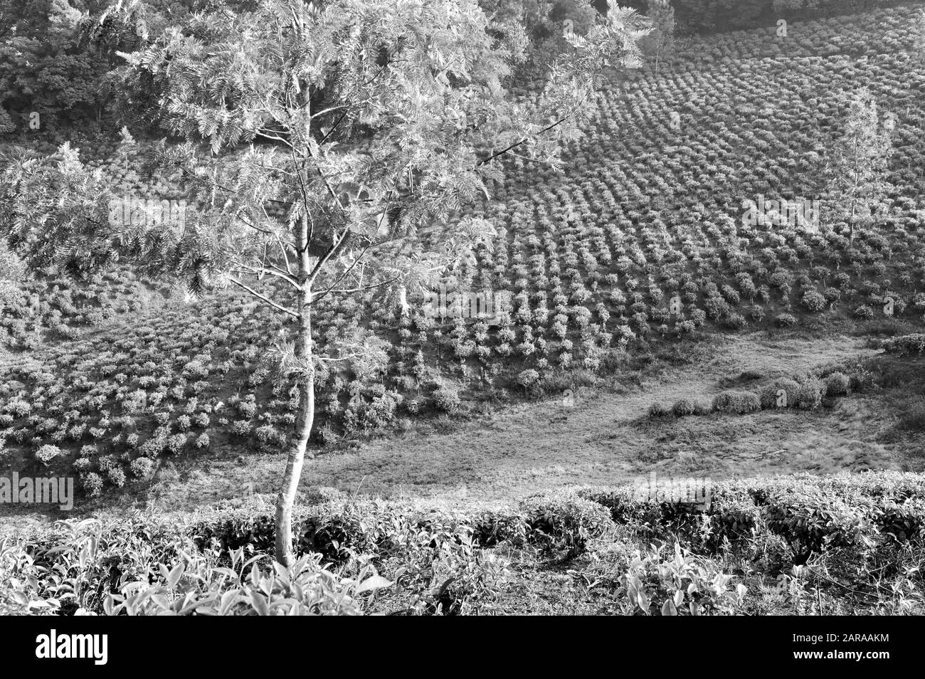 Piantagioni Di Tè, Munnar, Idukki, Kerala, India, Asia Foto Stock