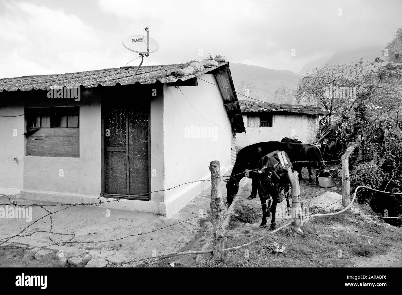 Antenna parabolica per mucche e sole, Munnar, Idukki, Kerala, India, Asia Foto Stock