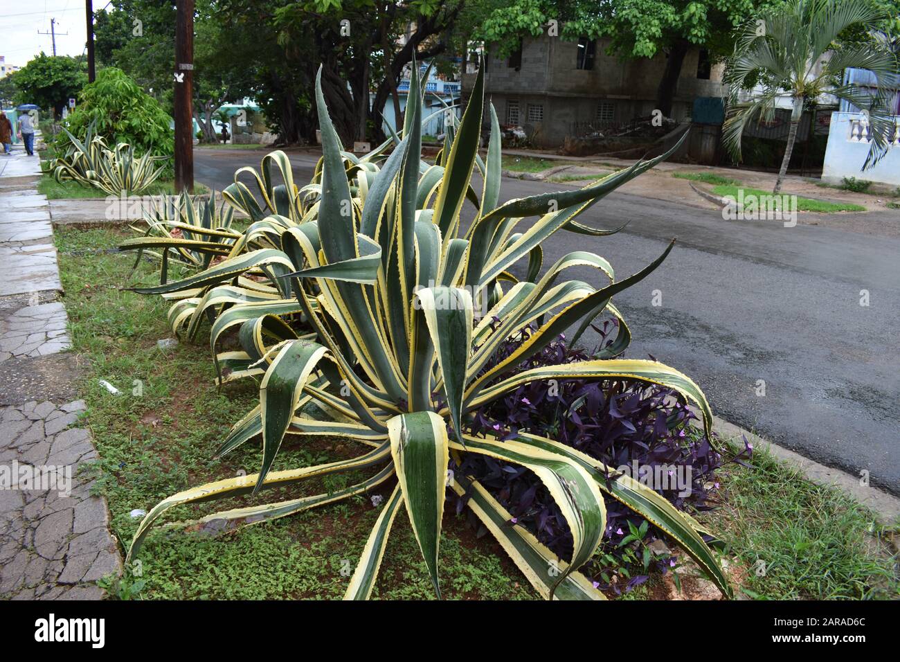 Gigantesca pianta di agave nelle strade di Havana Cuba Foto Stock