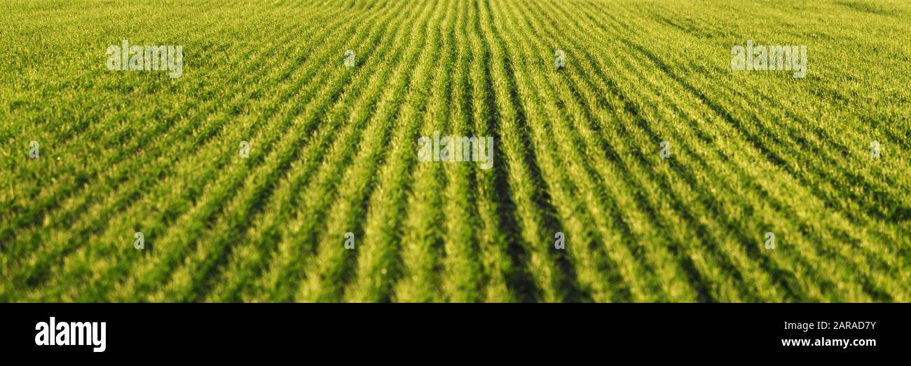 File di grano verde dei campi agricoli della Moravia meridionale, Repubblica Ceca. Può essere utilizzato come sfondo naturale o texture Foto Stock