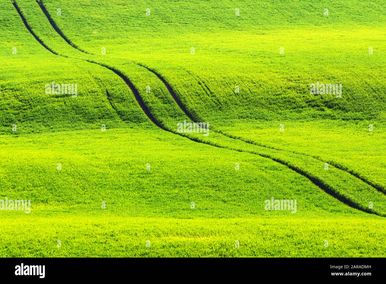 Strada in grano verde campo agricolo della Moravia meridionale, Repubblica Ceca. Può essere utilizzato come sfondo naturale o texture Foto Stock