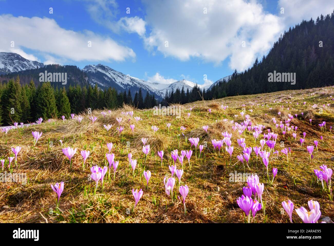 Crocus fiori sulla primavera alta Tatra montagne in Kalatowki prato, Zakopane, Polonia. Fotografia di paesaggio Foto Stock