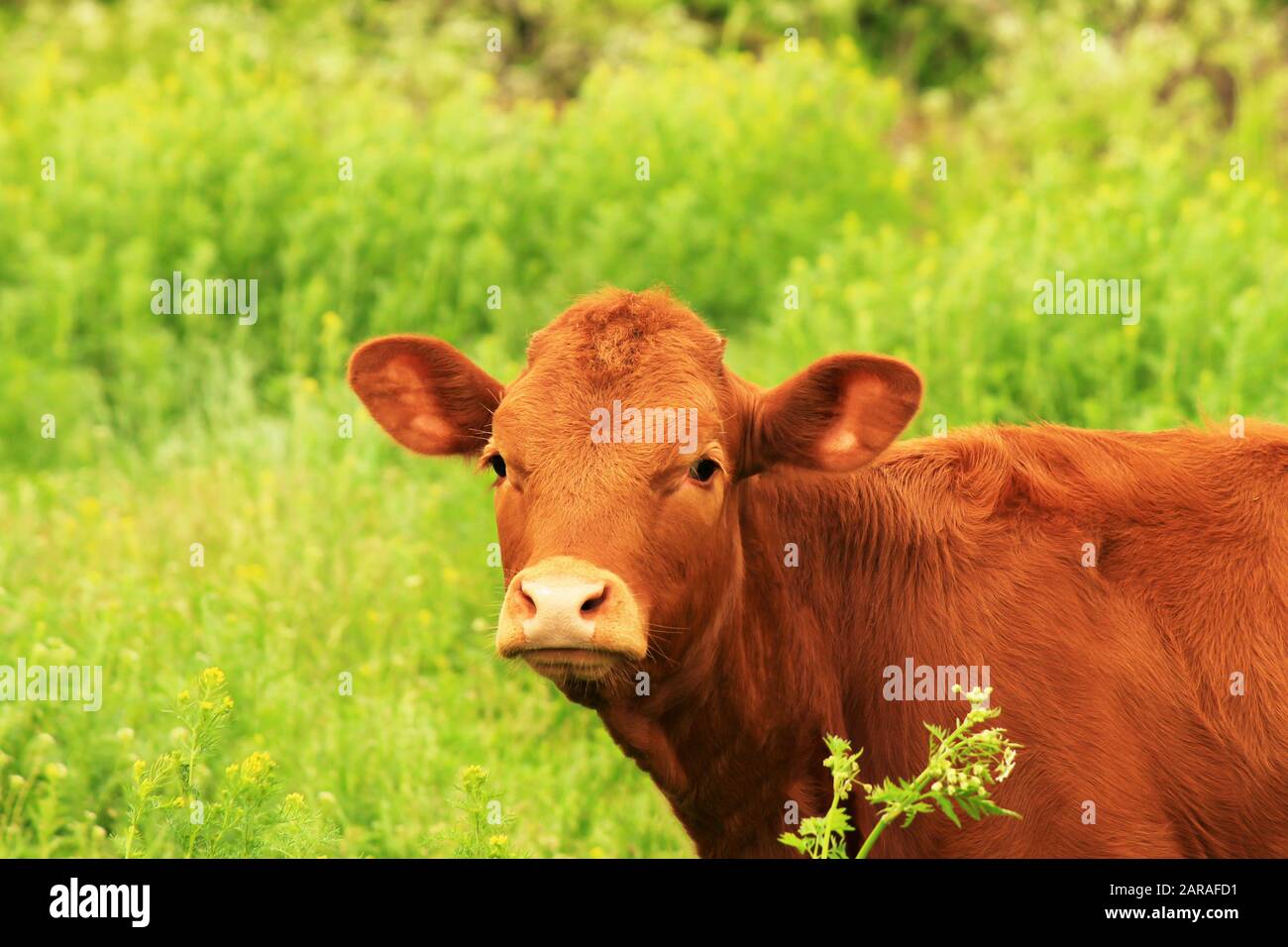 Una giovane vacca marrone, un bel toro pascolano in una fattoria tra l'erba verde in estate. Grande vitello rosso, giovenca, bestiame su un pascolo primaverile. Foto Stock