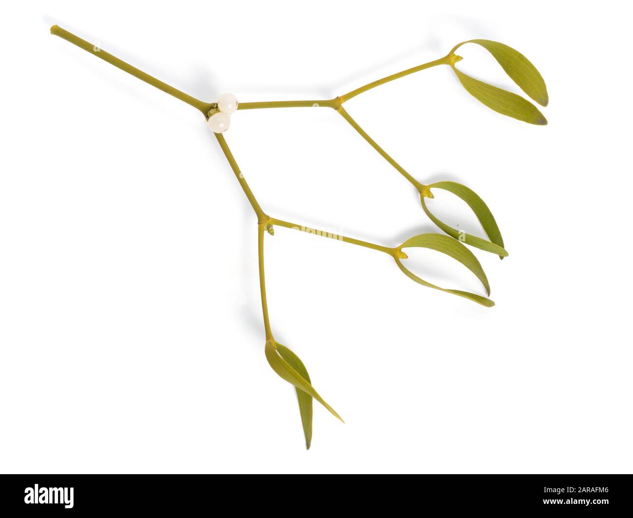 Album di Viscum, comunemente conosciuto come vischio europeo, vischio comune o semplicemente come vischio, mistle. Isolato su sfondo bianco. Foto Stock