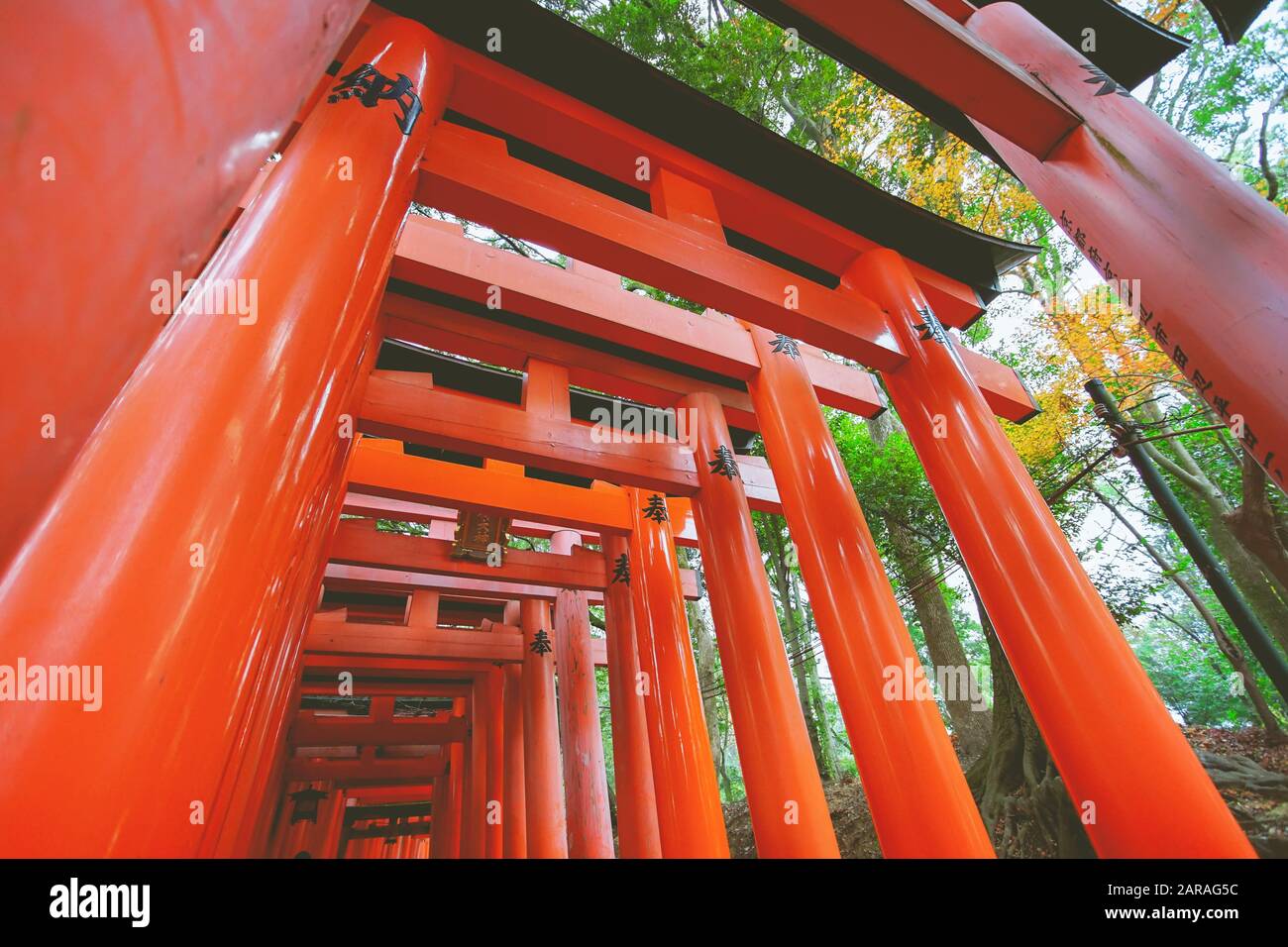 Fushimi Inari Taisha Torii porta a Fushimi-ku, Kyoto, Giappone. Foto Stock
