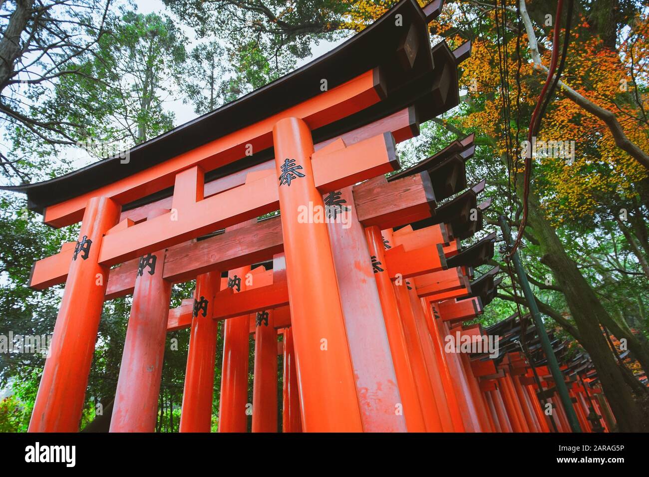 Fushimi Inari Taisha Torii porta a Fushimi-ku, Kyoto, Giappone. Foto Stock