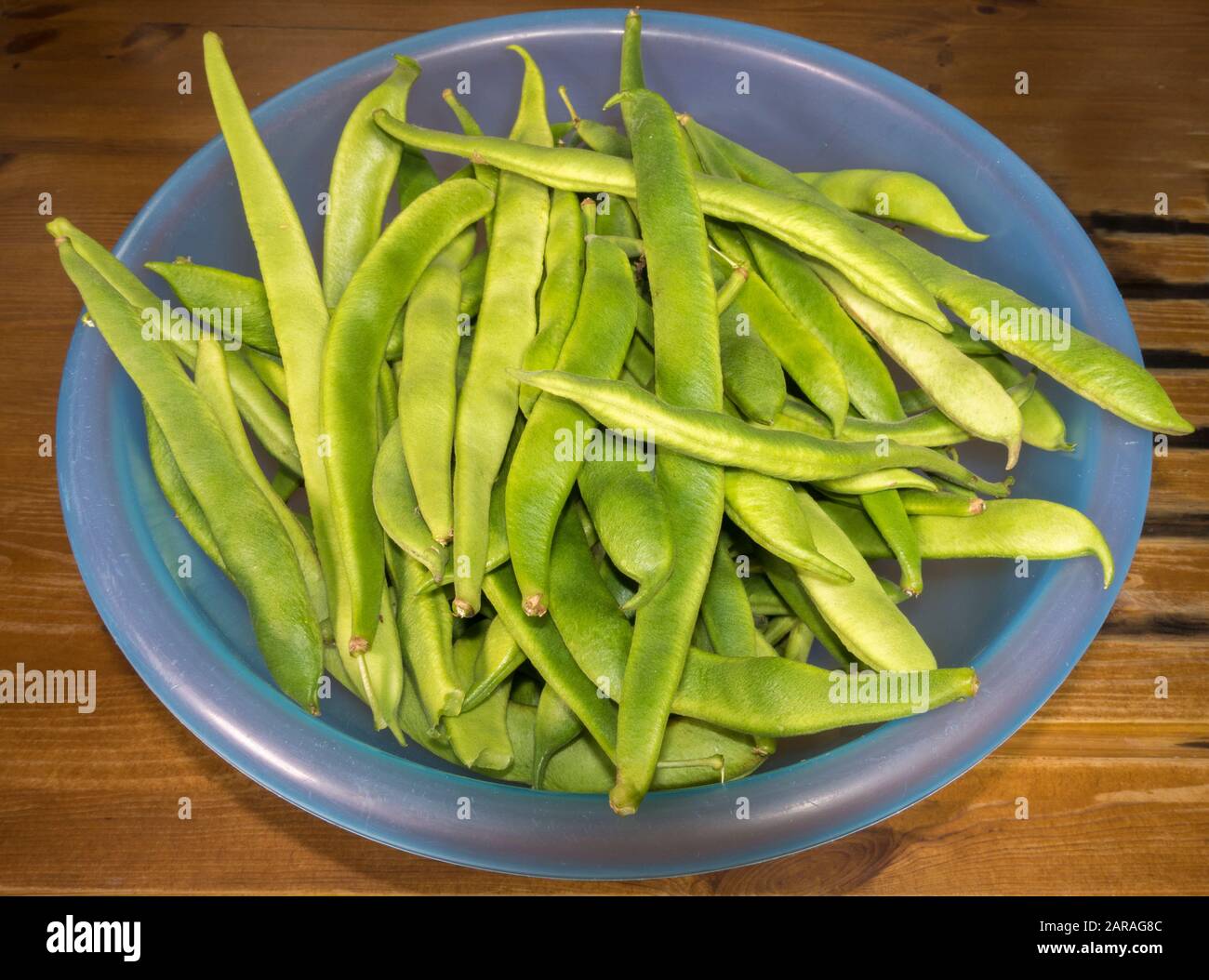 Un mucchio di semi di runner verdi appena raccolti in una ciotola di plastica blu. Foto Stock