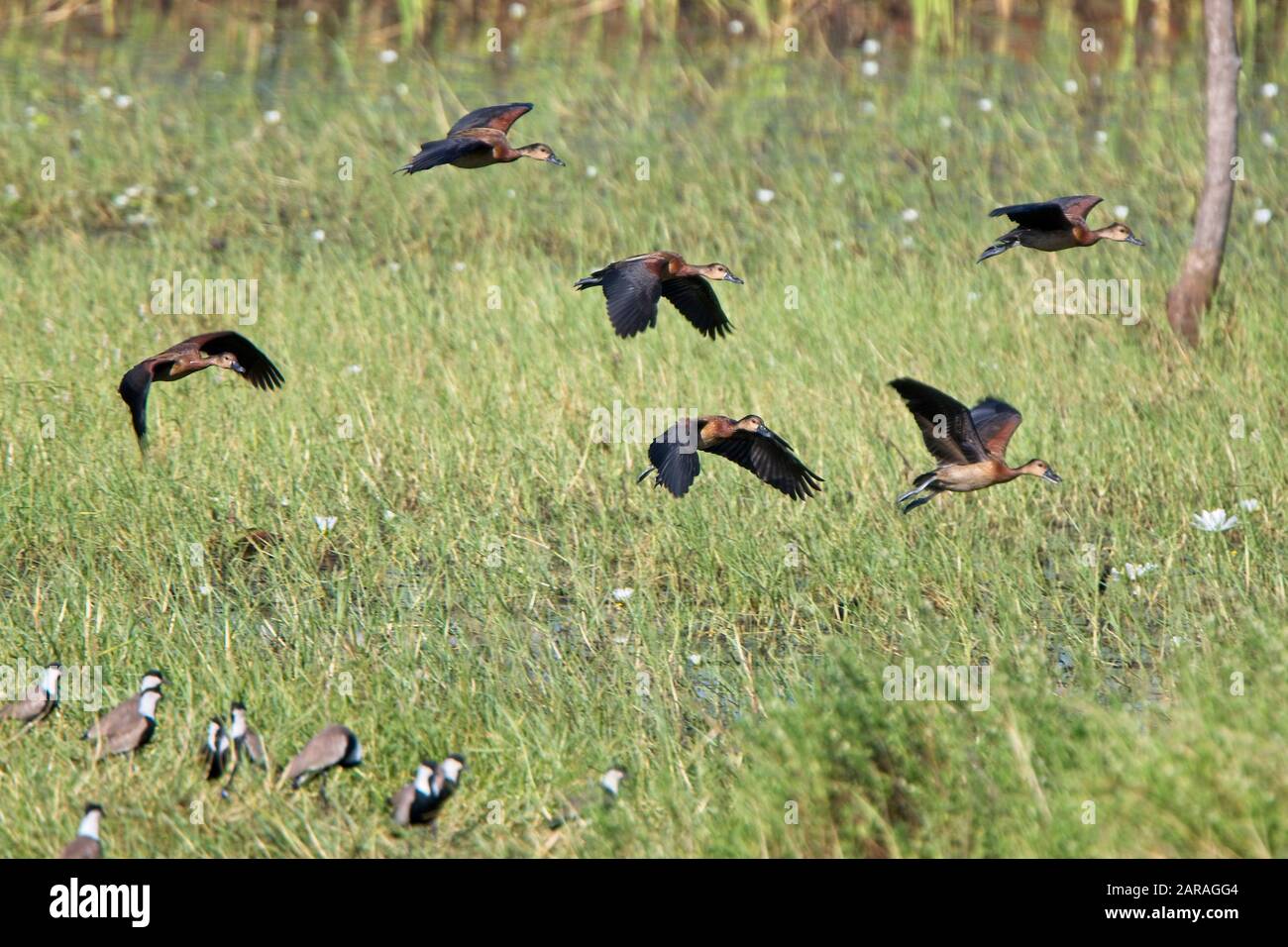 Anatre Bianche (Dendrocygna viduata), un gruppo di femmine che sorvolano la palude, Gambia. Foto Stock