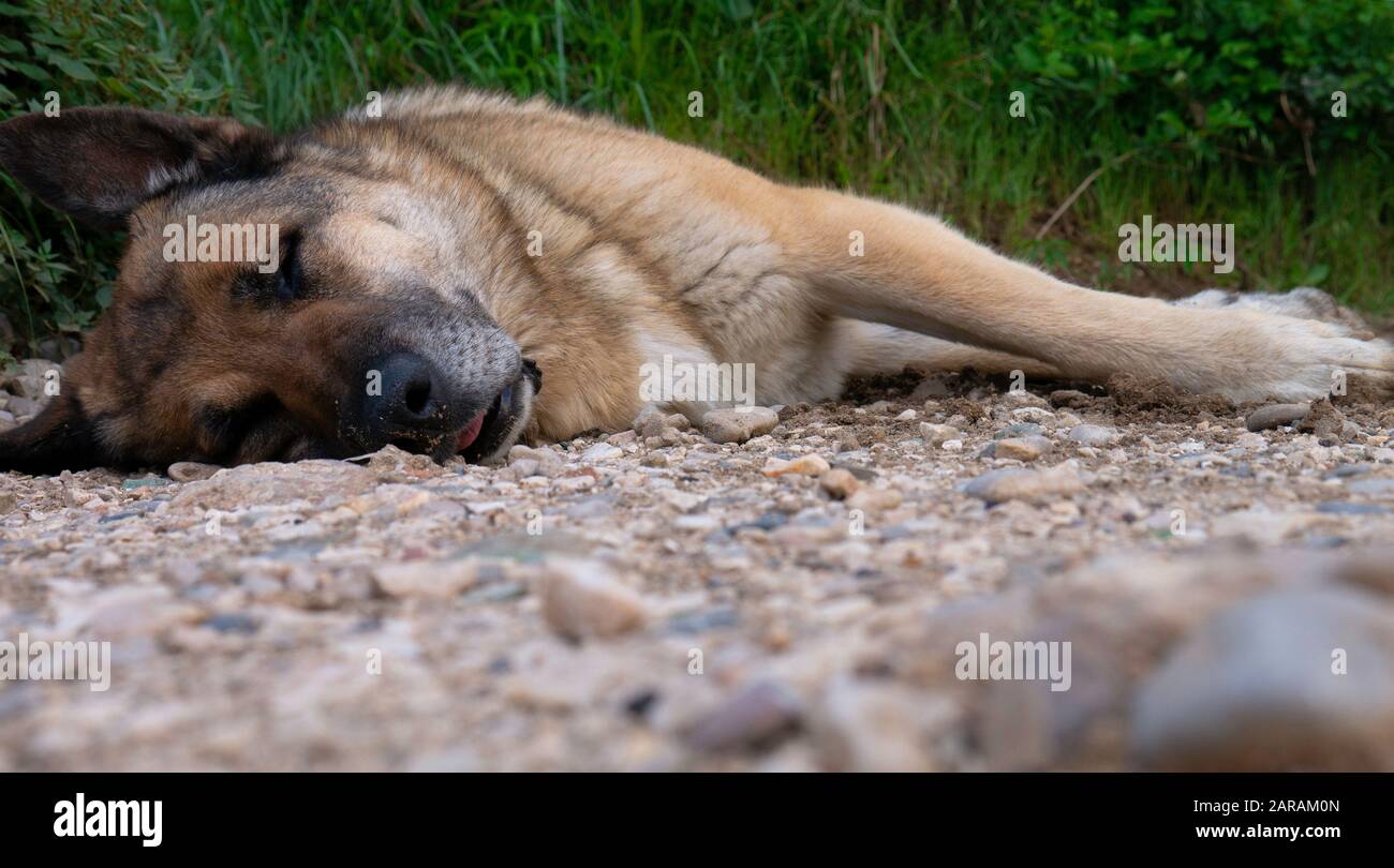 Il cane della città di palude dorme su una strada polverosa. Foto Stock