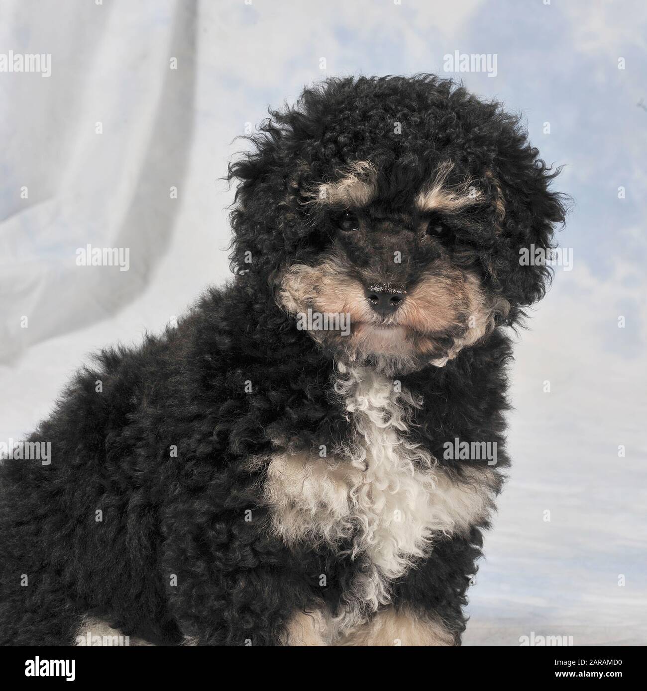 cavachon cucciolo Foto Stock
