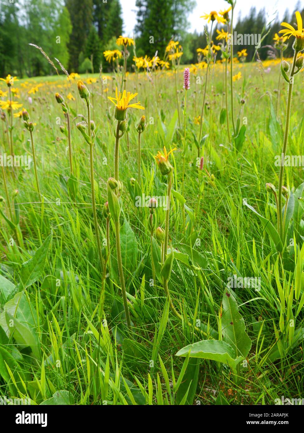 Leopard's Bane, Arnica montana Foto Stock