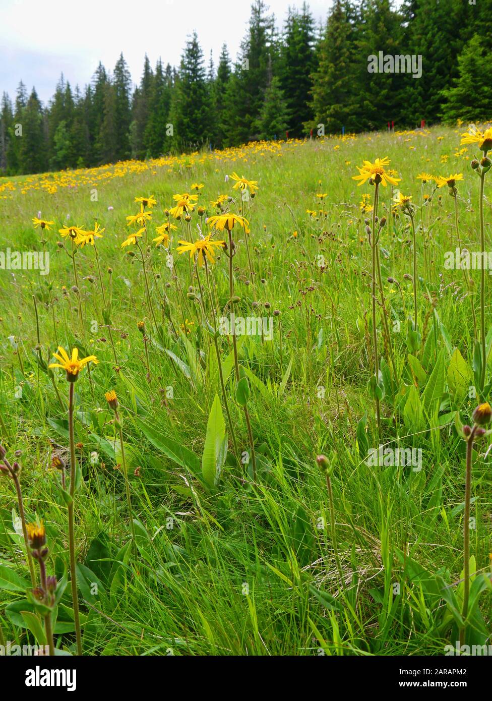 Leopard's Bane, Arnica montana Foto Stock