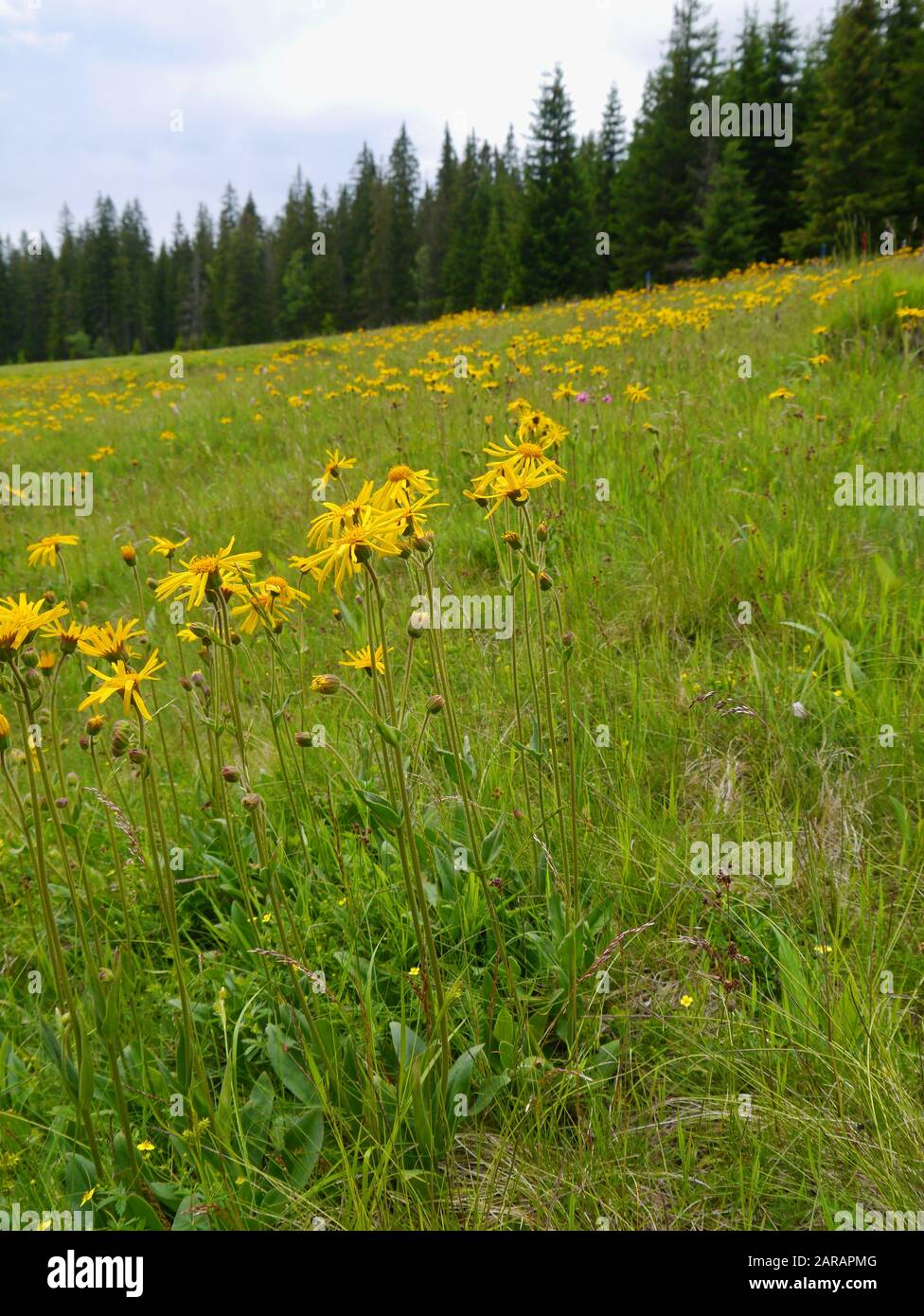Leopard's Bane, Arnica montana Foto Stock