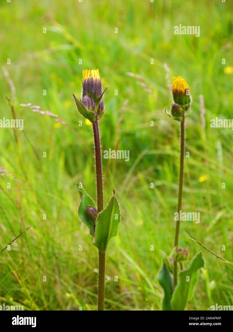 Leopard's Bane, Arnica montana Foto Stock