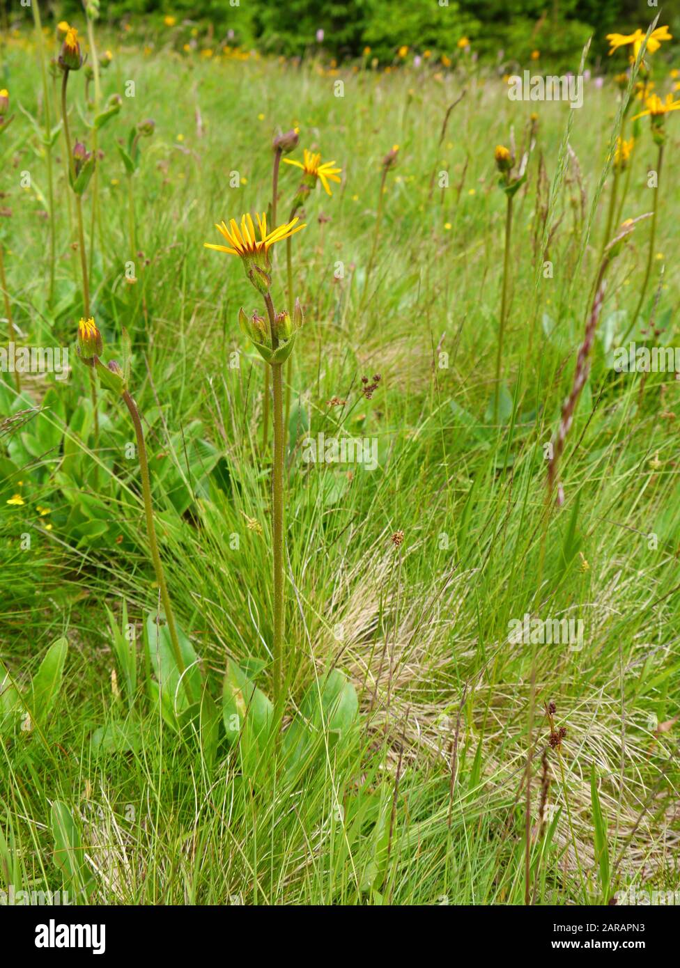Leopard's Bane, Arnica montana Foto Stock