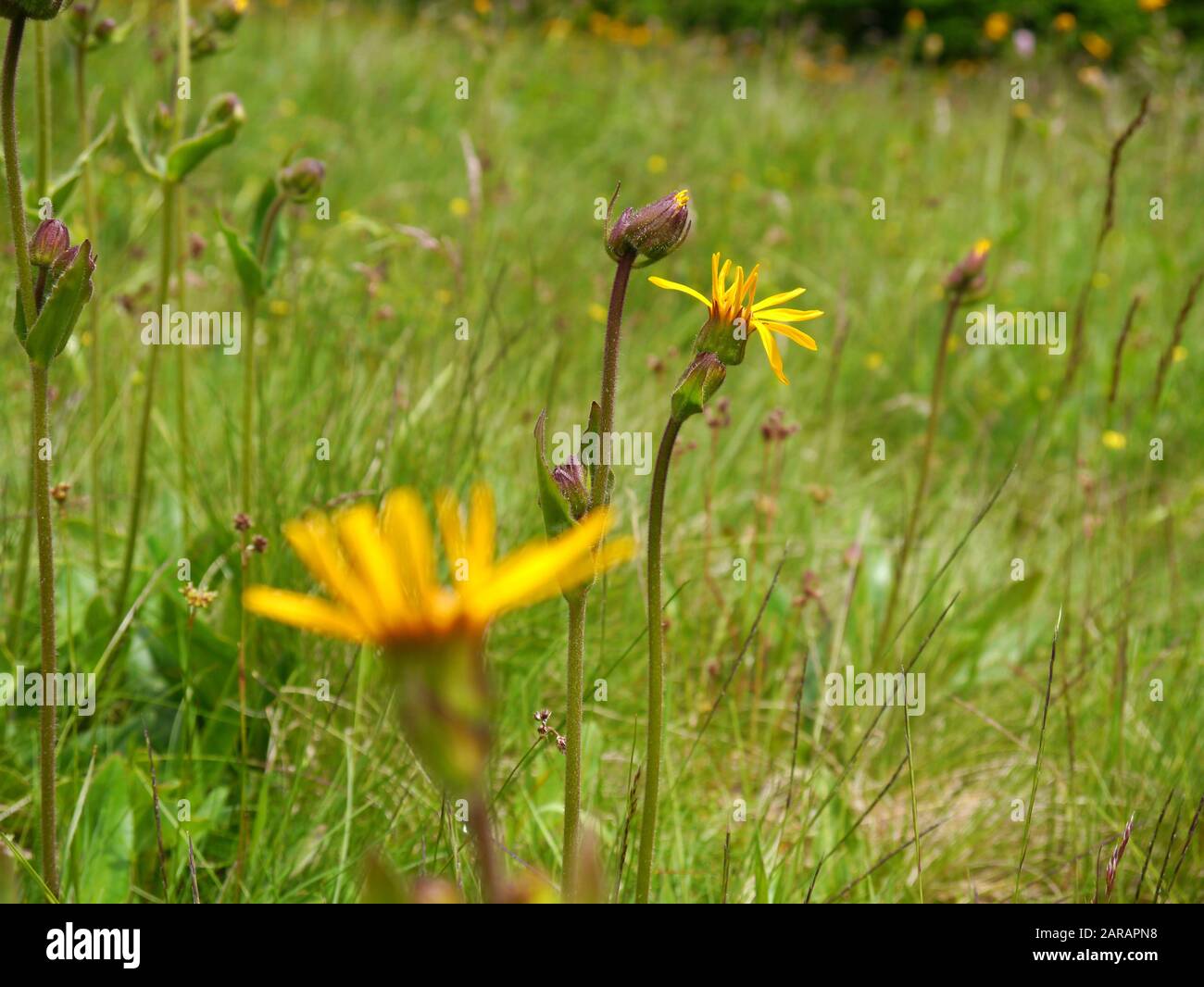 Leopard's Bane, Arnica montana Foto Stock