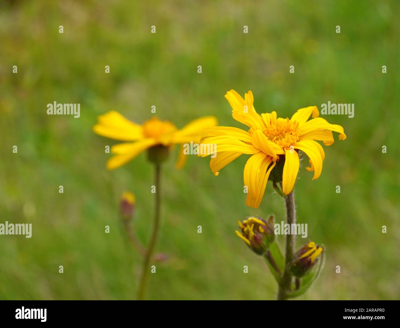 Leopard's Bane, Arnica montana Foto Stock