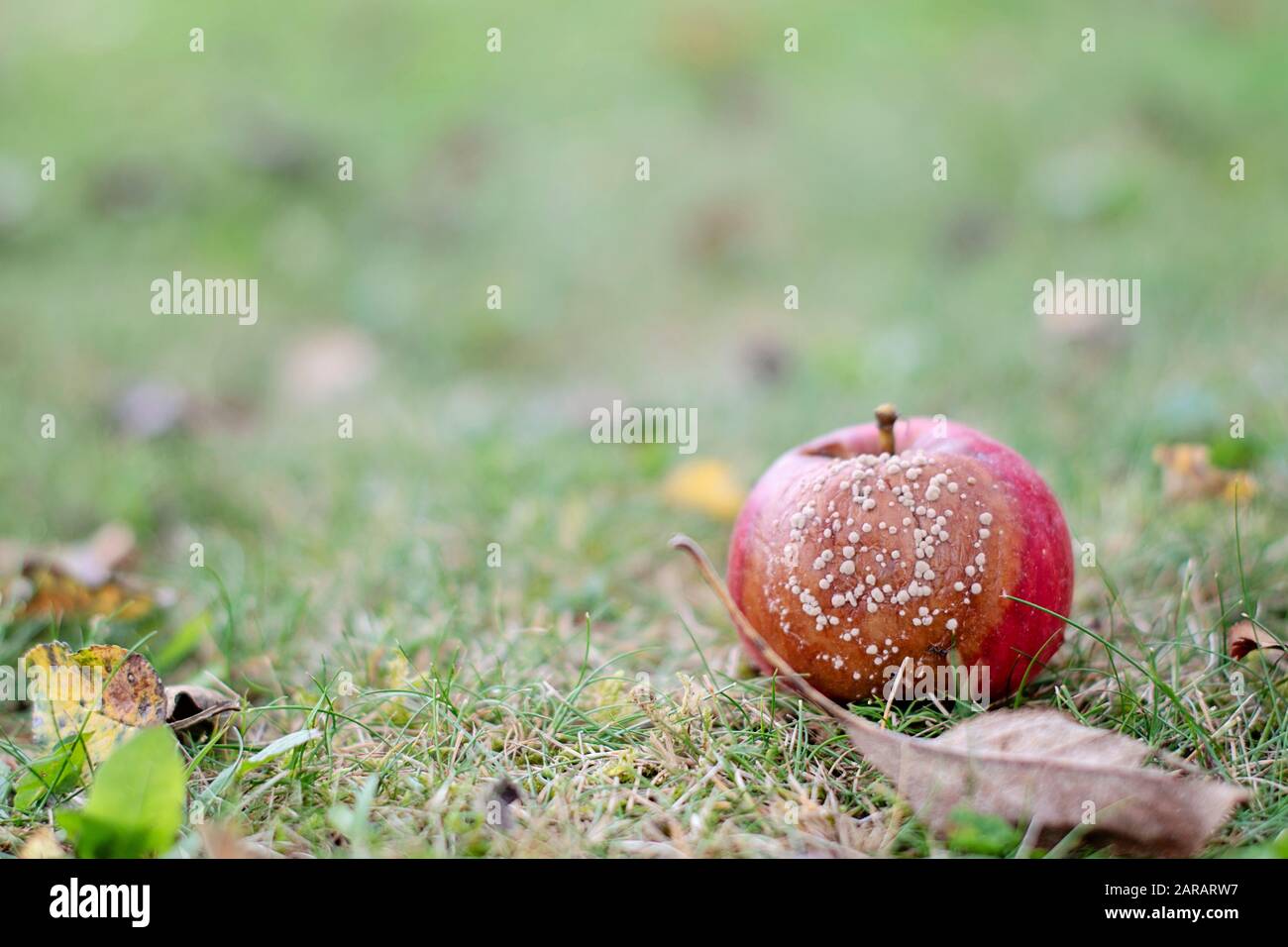 Messa a fuoco selettiva su marcio red apple sull'erba nella soleggiata giornata autunnale. Close-up immagine della mela marcia. Decadendo apple vista anteriore. Sfondo sfocato. Foto Stock