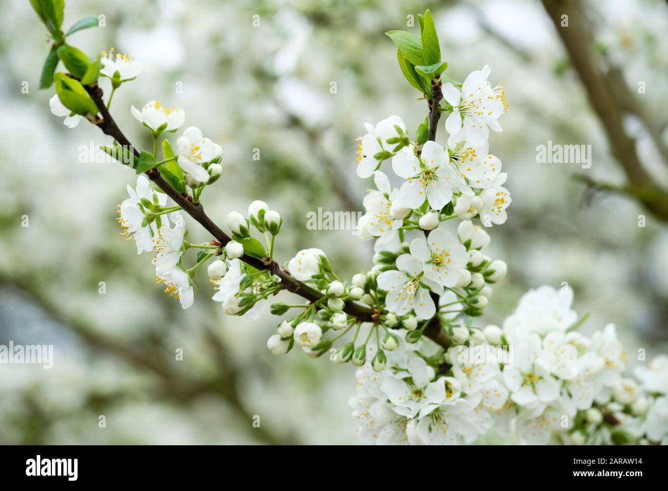 Fiore bianco di prugna 'Opal' [Prunus domestica 'Opal' ] in primavera Foto Stock