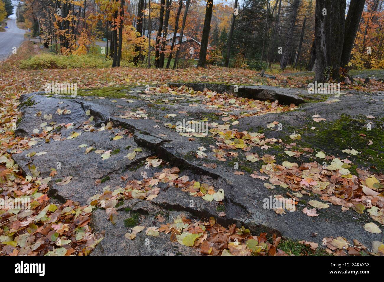 Caduto foglie di acero su roccia di granito Foto Stock