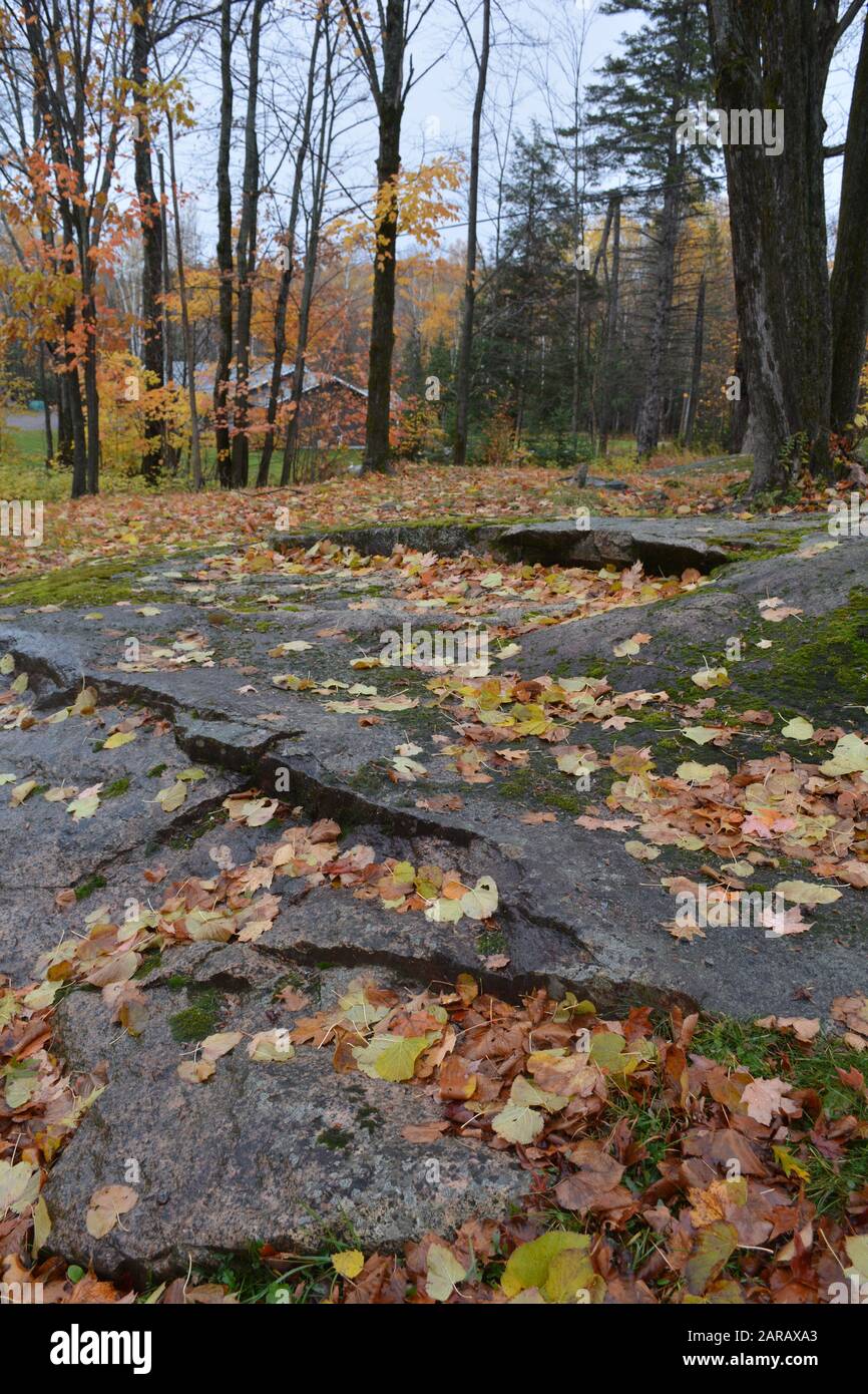Caduto foglie di acero su roccia di granito Foto Stock