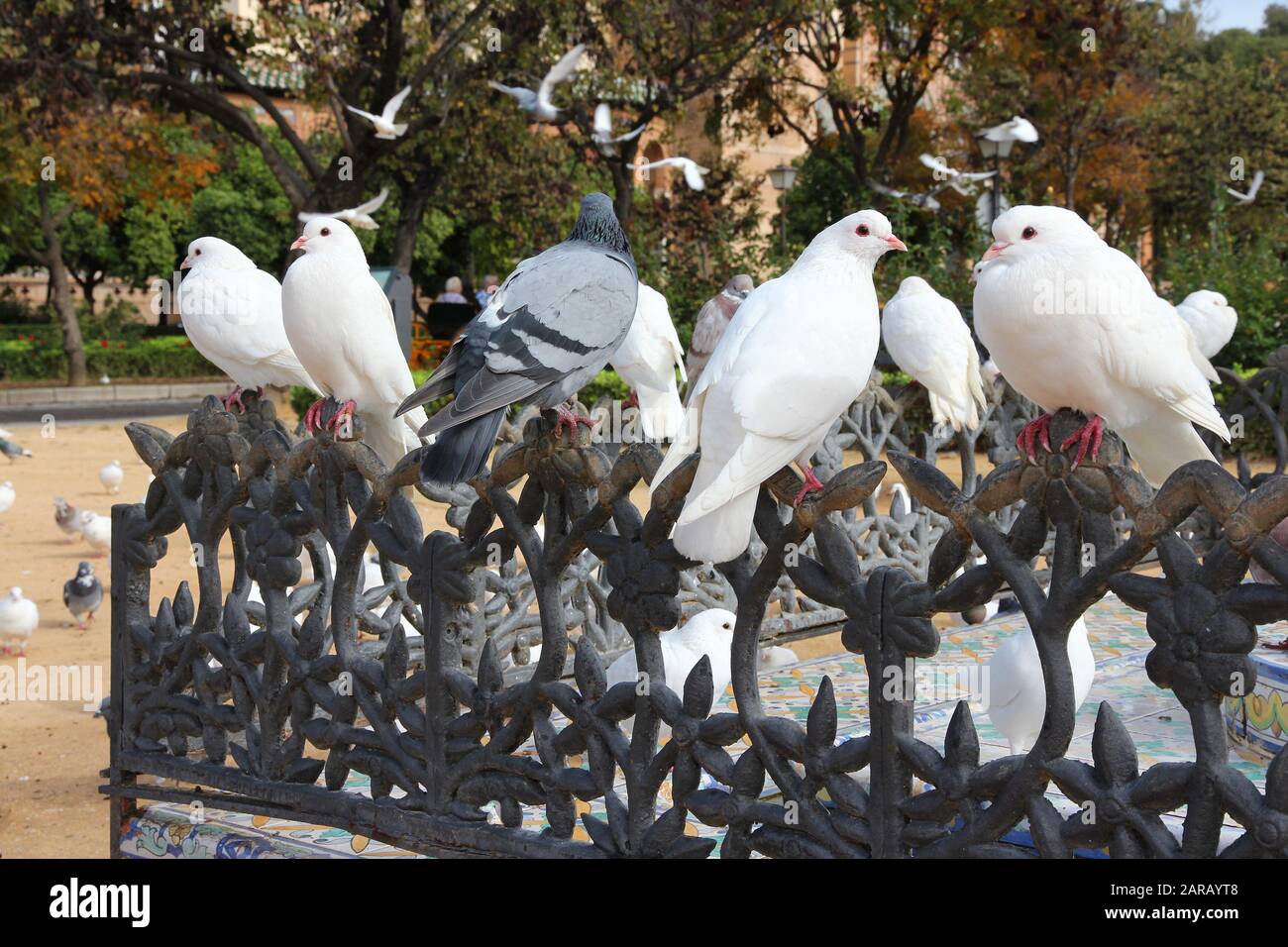 Città colombe in Spagna. Piccioni urbani di Siviglia. Foto Stock