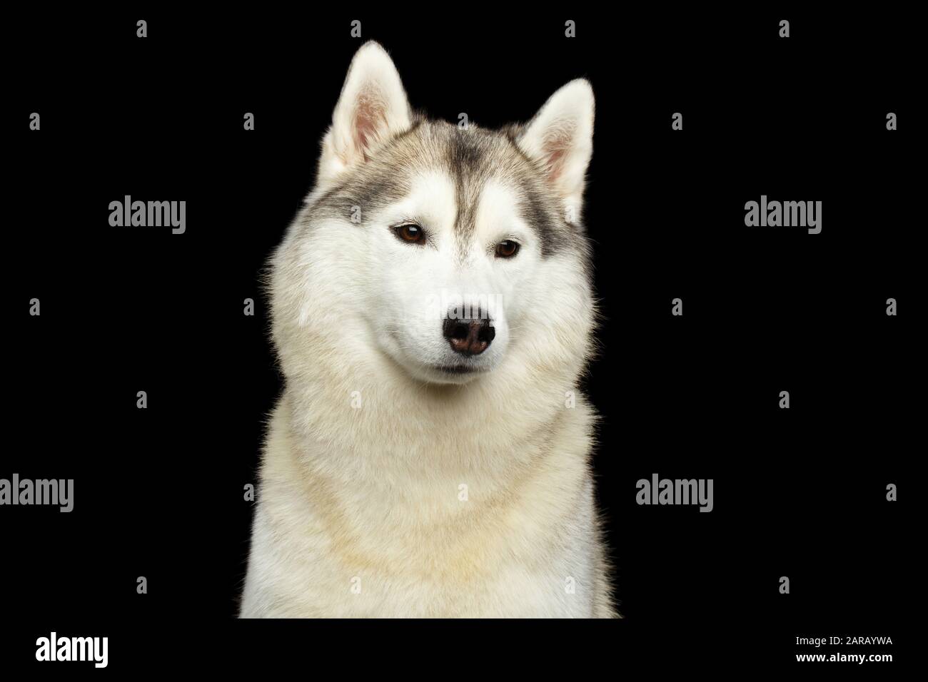 Ritratto di cane Husky Siberiano su sfondo nero Isolato, vista frontale Foto Stock