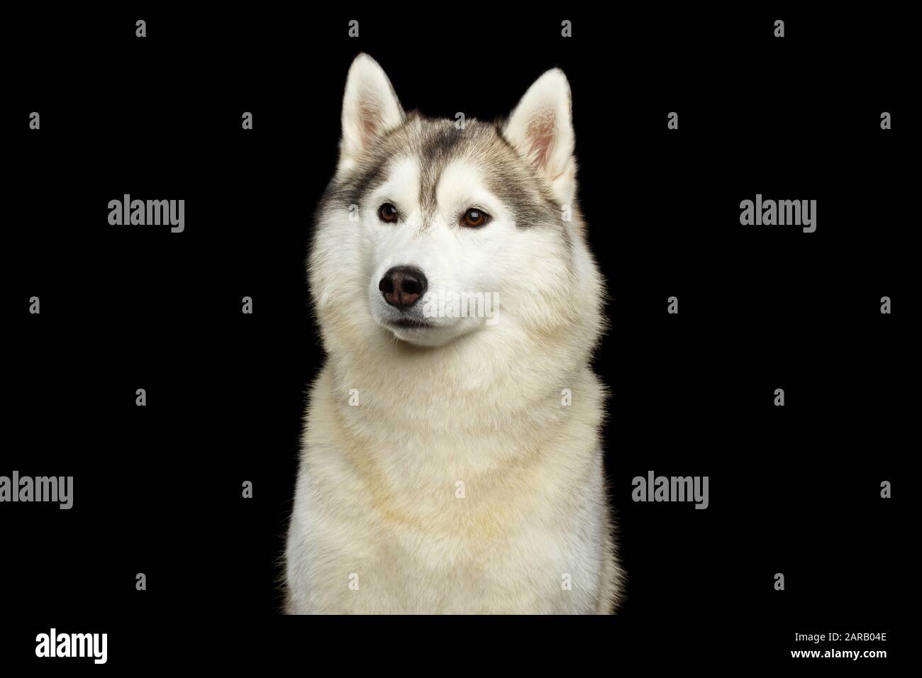 Ritratto di cane Husky Siberiano su sfondo nero Isolato, vista frontale Foto Stock