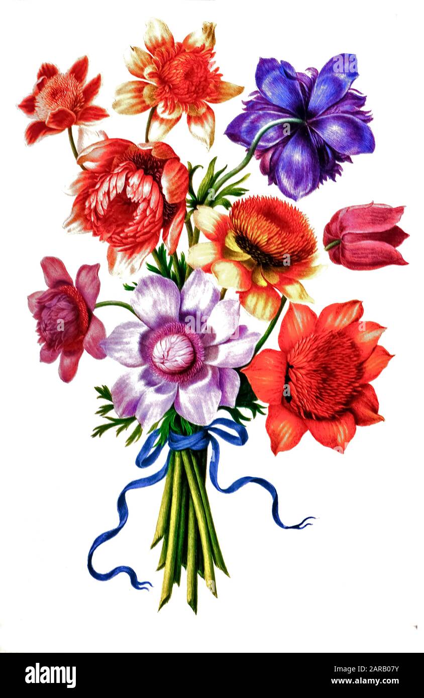 Bouquet di papavero Anemone (Anemone coronaria) 17th secolo dipinto a mano su pergamena botanica qualsiasi studio di a dal Jardin du Roi Florilegium botanico di Foto Stock