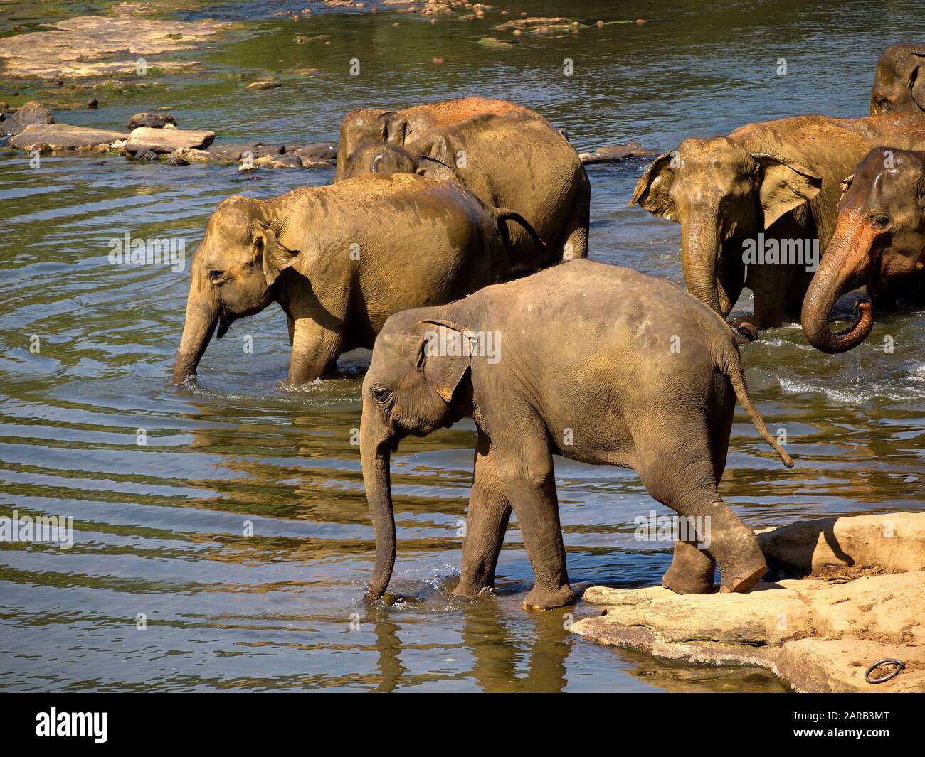 Elephant la balneazione all'orfanotrofio in Sri Lanka Foto Stock