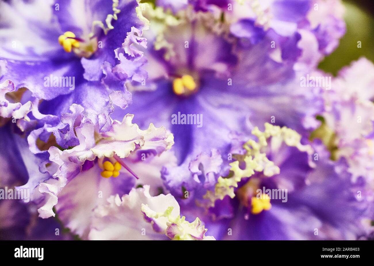 Flowering curly blu-bianco violetto africano. Saintpaulia. Messa a fuoco selettiva. Foto Stock