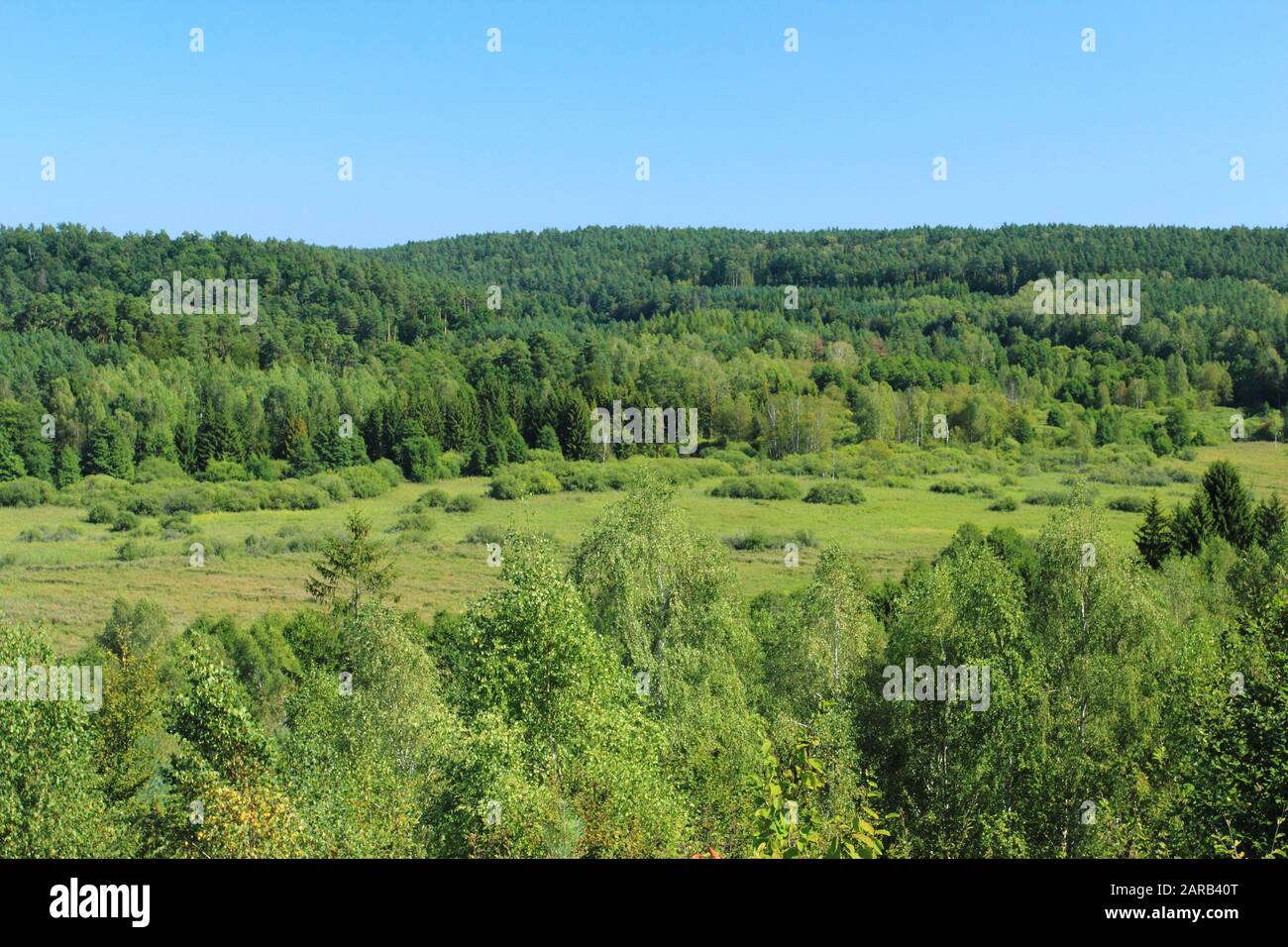 Vista sulla foresta verde in estate. Sopra la vista Foto Stock
