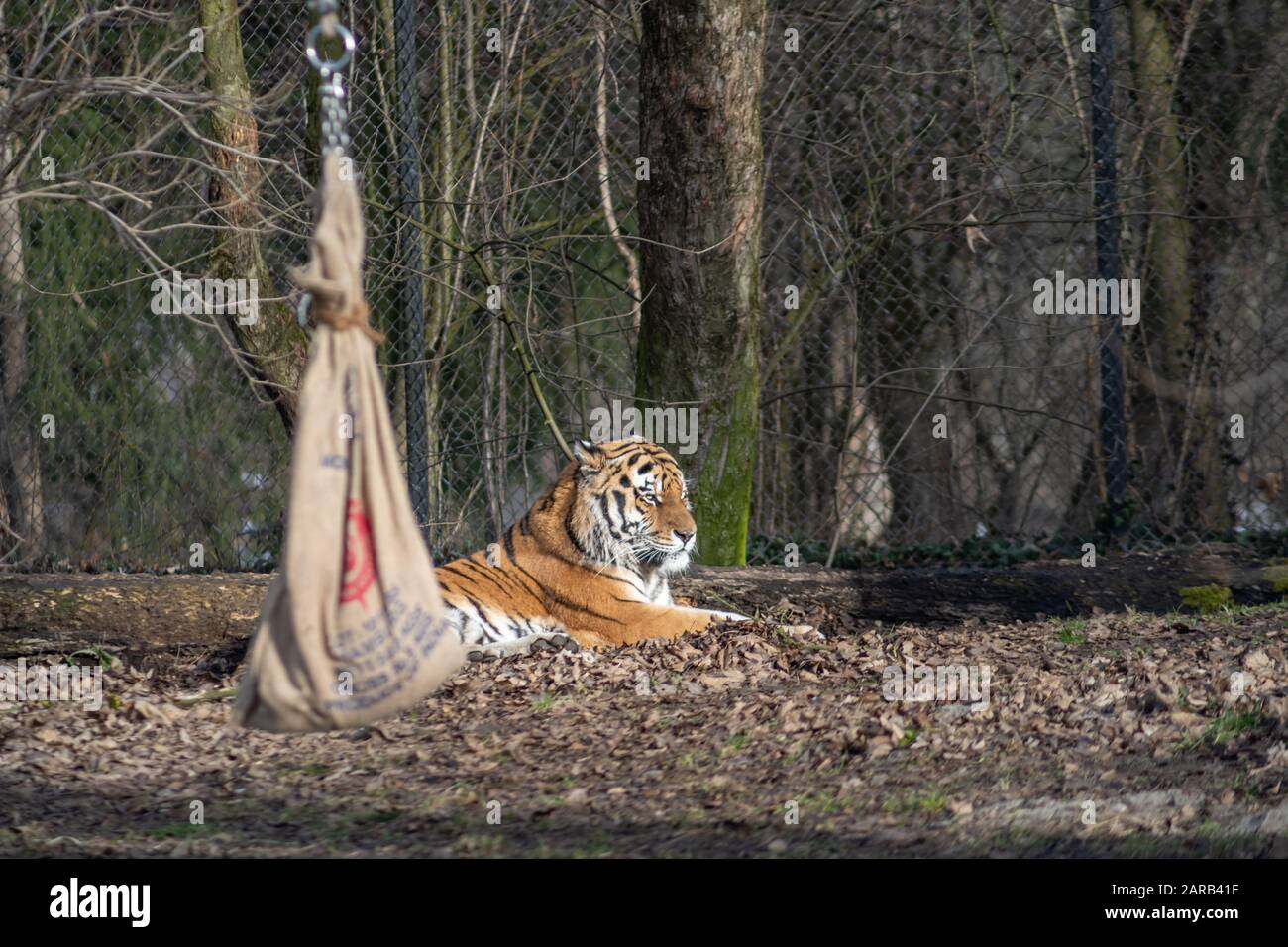 Una bella tigre seduta a terra. Foto Stock