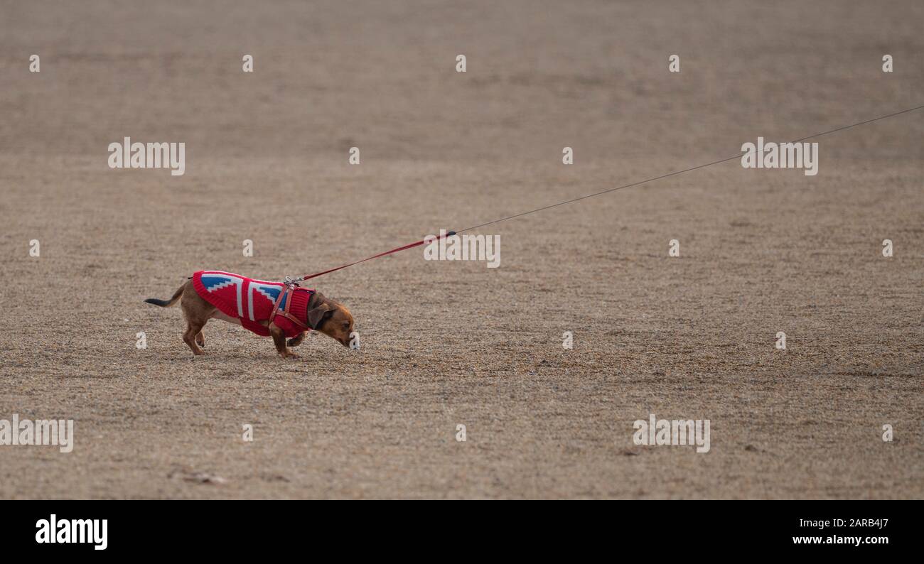 Un dachshund, o cane da salsiccia, su una lunga guida e indossando un cappotto patriottico Union Flag, è camminato a Horse Guards Parade nel centro di Londra, Regno Unito Foto Stock