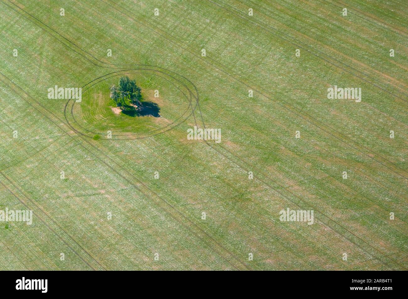 Veduta aerea di un gruppo di alberi in un campo verde arato e piantato vicino Geraldton in Australia Occidentale Foto Stock