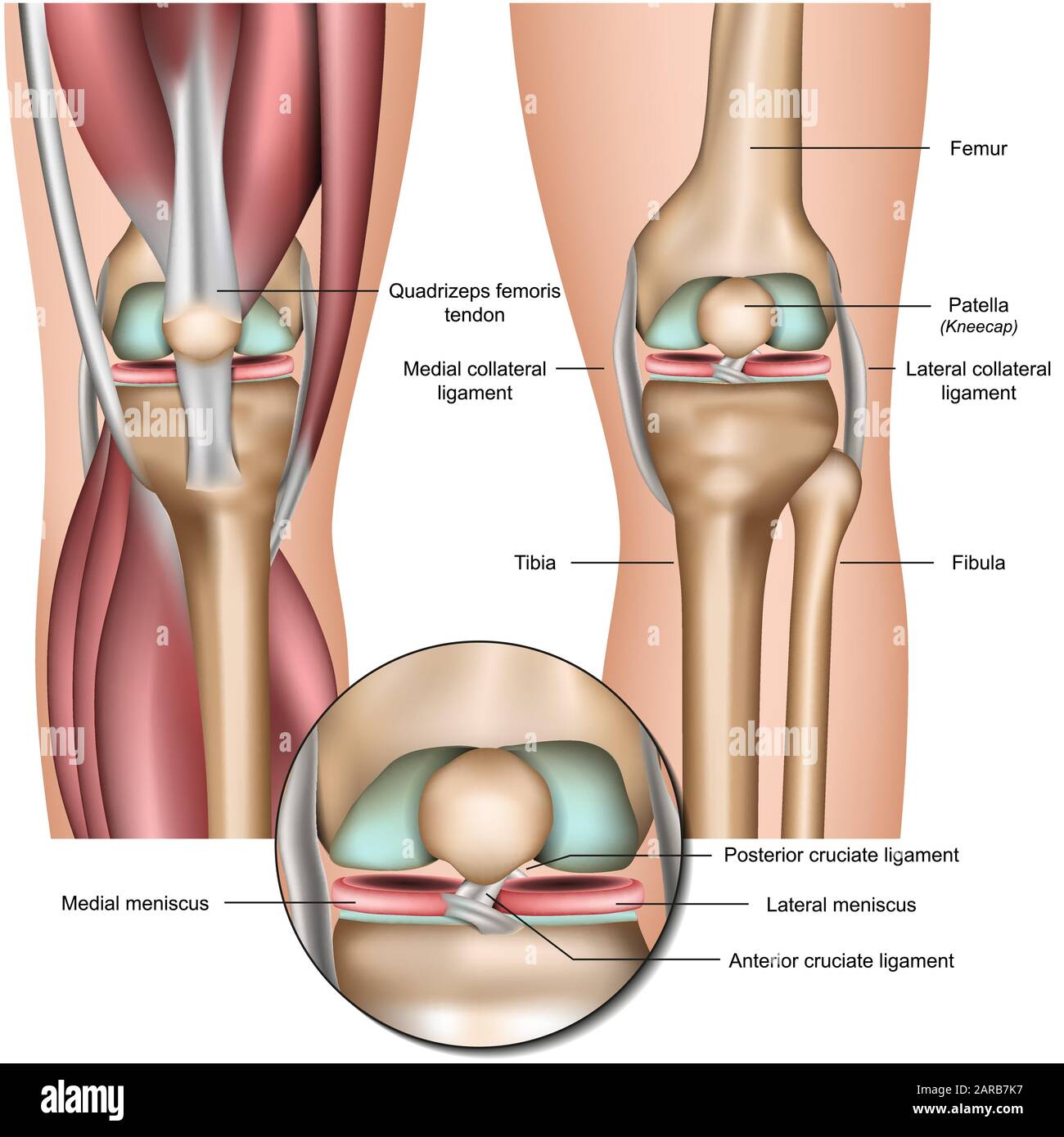 Anatomia del ginocchio e del menisco immagine vettoriale medicale isolata su sfondo bianco eps 10 Illustrazione Vettoriale