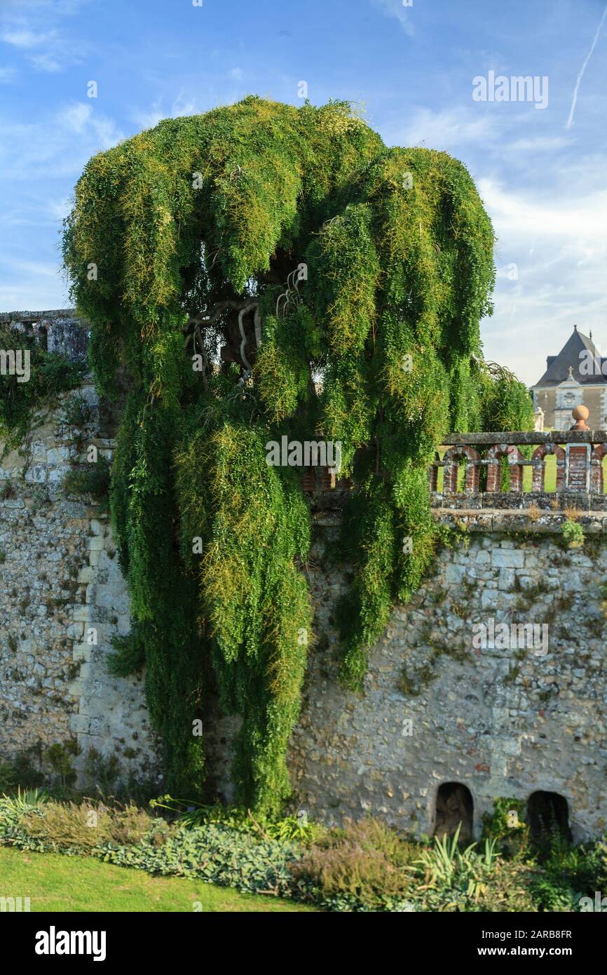 Francia, Indre et Loire, Chancay, Chateau de Valmer giardini, fossati del castello e sophora piangere (Styphnolobium japonicum 'Pendula') (menzione obbligatoria C Foto Stock