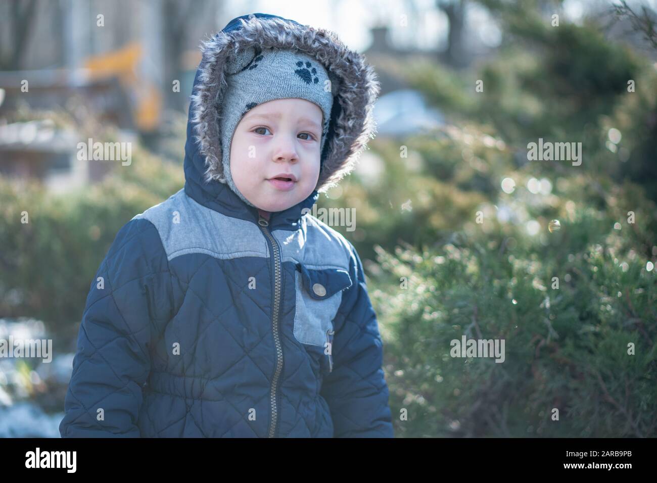 Un bambino che gioca nascondere e cercare dietro i cespugli di ginepro in inverno Foto Stock