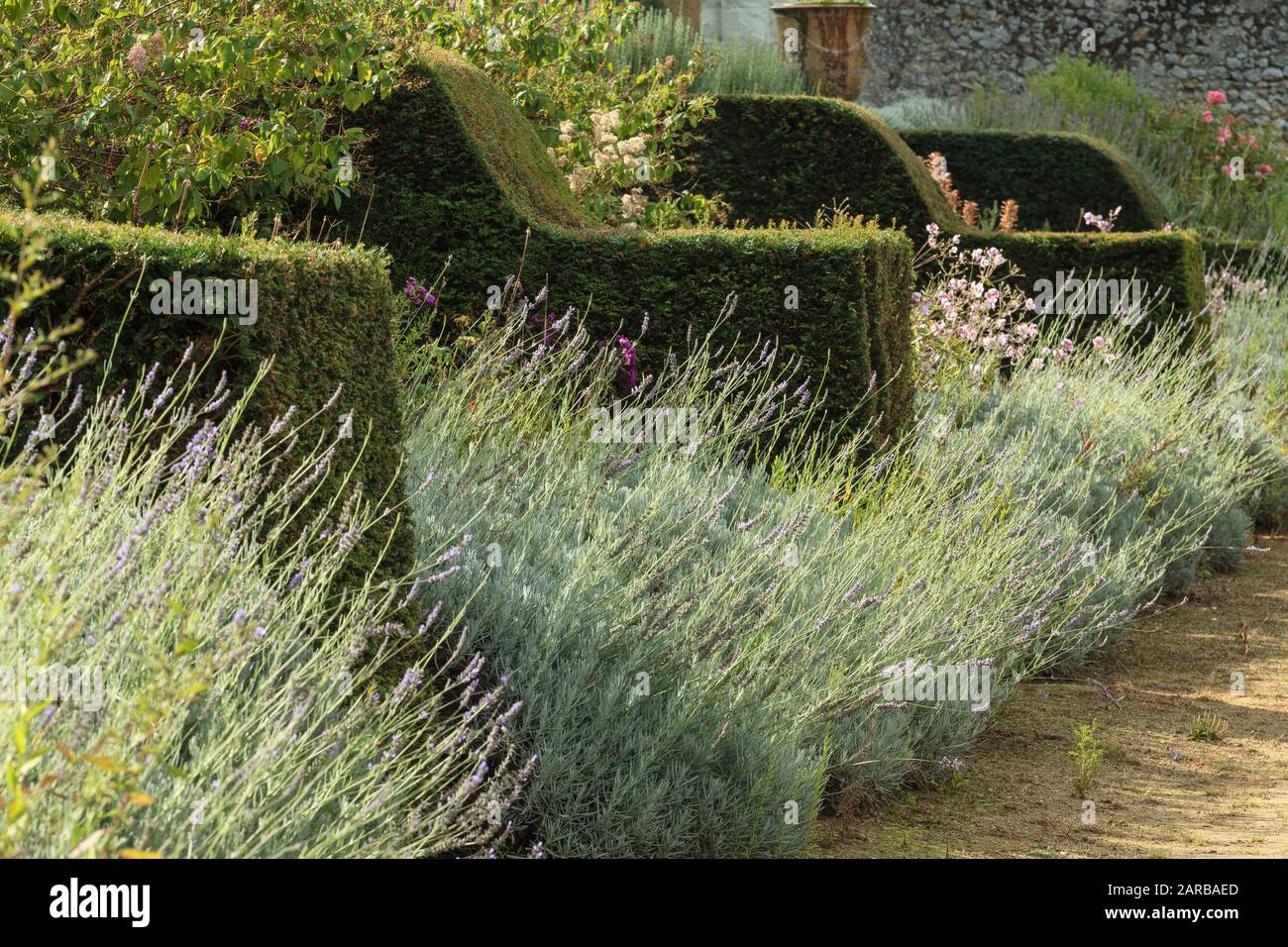 Francia, Indre et Loire, Chancay, Chateau de Valmer giardini, nel giardino di verdure, yew contrafforte contro il muro della terrazza (menzione obbligatoria Chateau Foto Stock