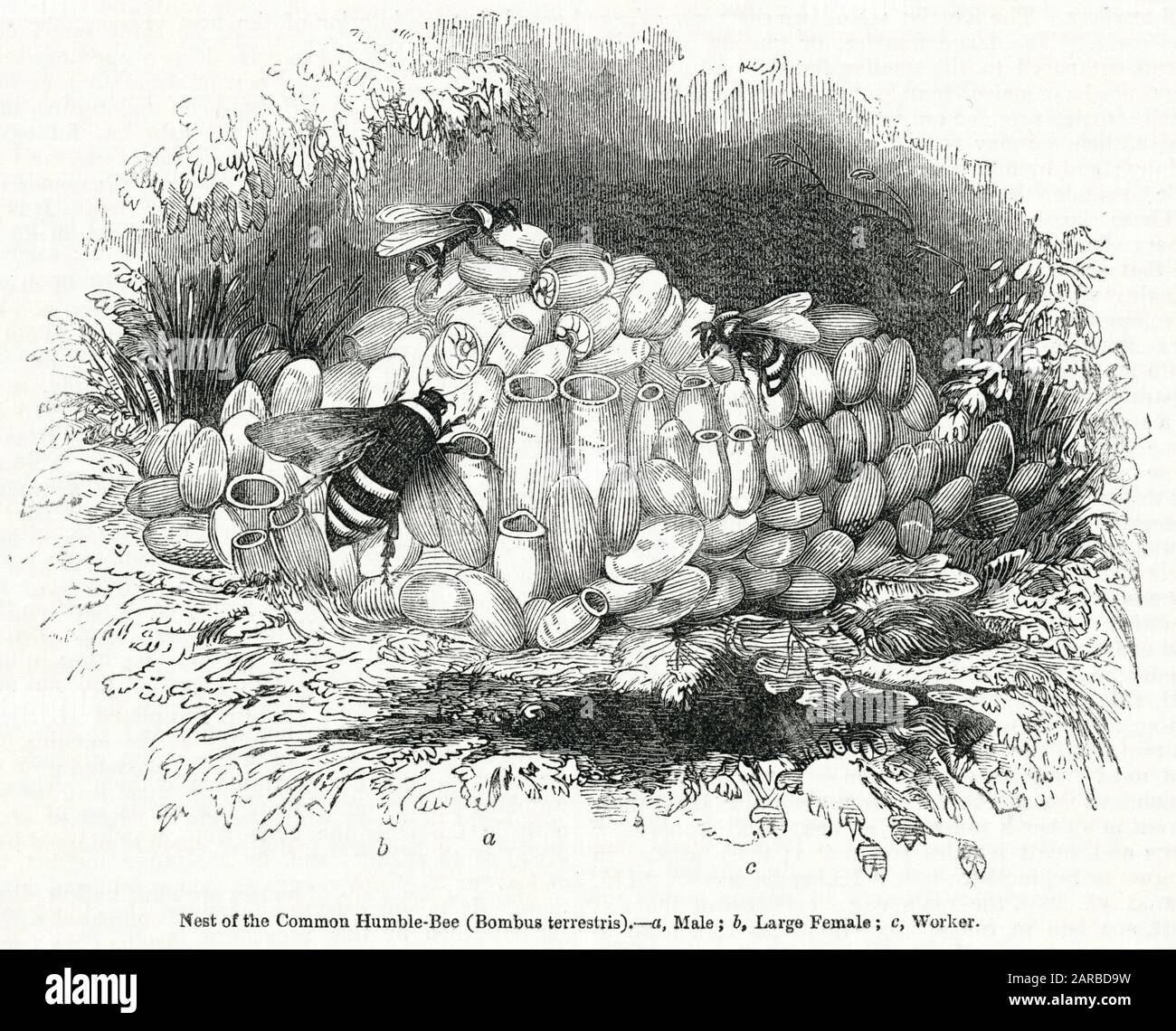 Bees Umili comuni (Terrestris di Bombarus) -- maschio, femmina grande e operaio. Data: 1843 Foto Stock