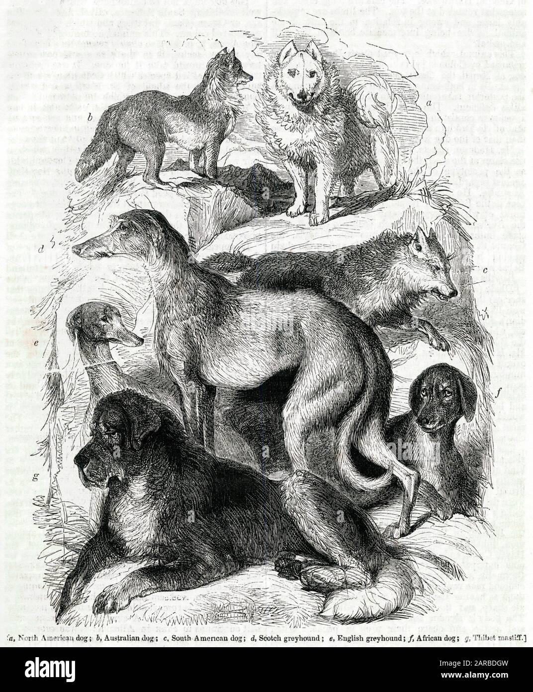 Sette razze diverse del cane Foto Stock