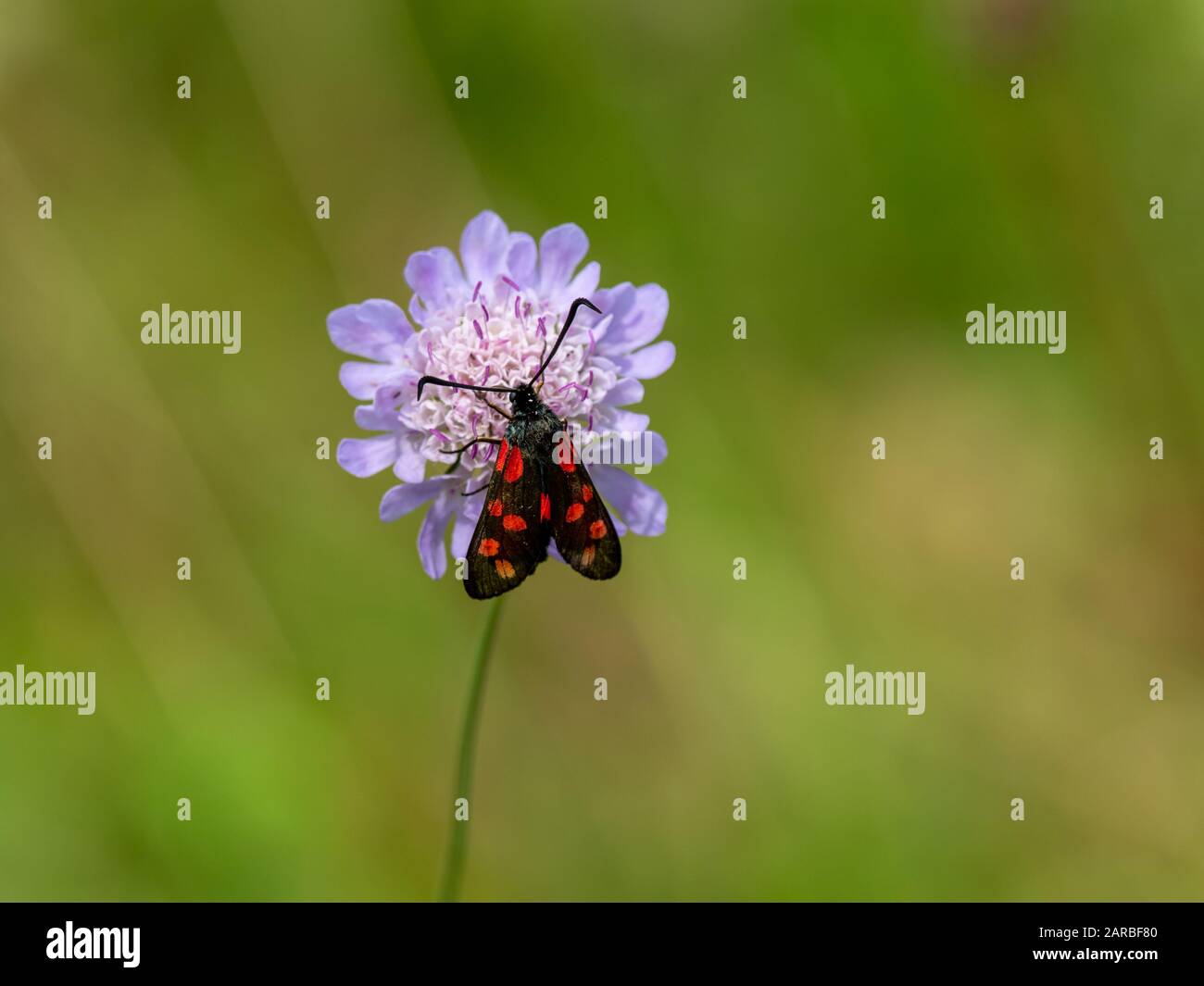 Tour Di 6 Punti Di Burnet Day Moth On Field Scabious Foto Stock